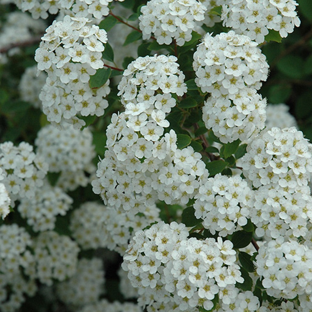 Renaissance Spirea-1