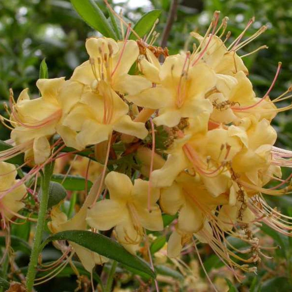 Rhododendron 'My Mary'-1