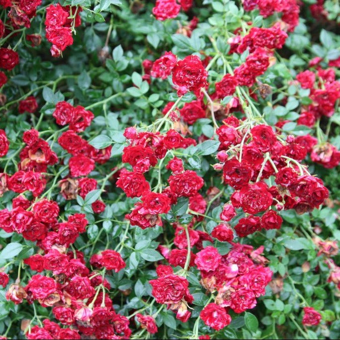 Red Cascade Rose