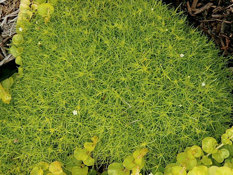 Sagina Subulata 'Aurea' Scotch Moss