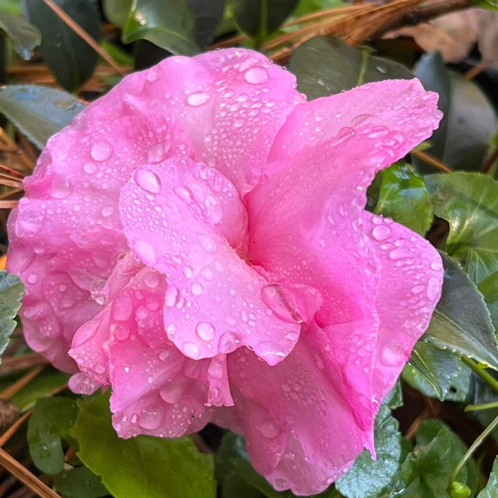 Stephanie Golden Camellia-Large Bright Pink Blooms