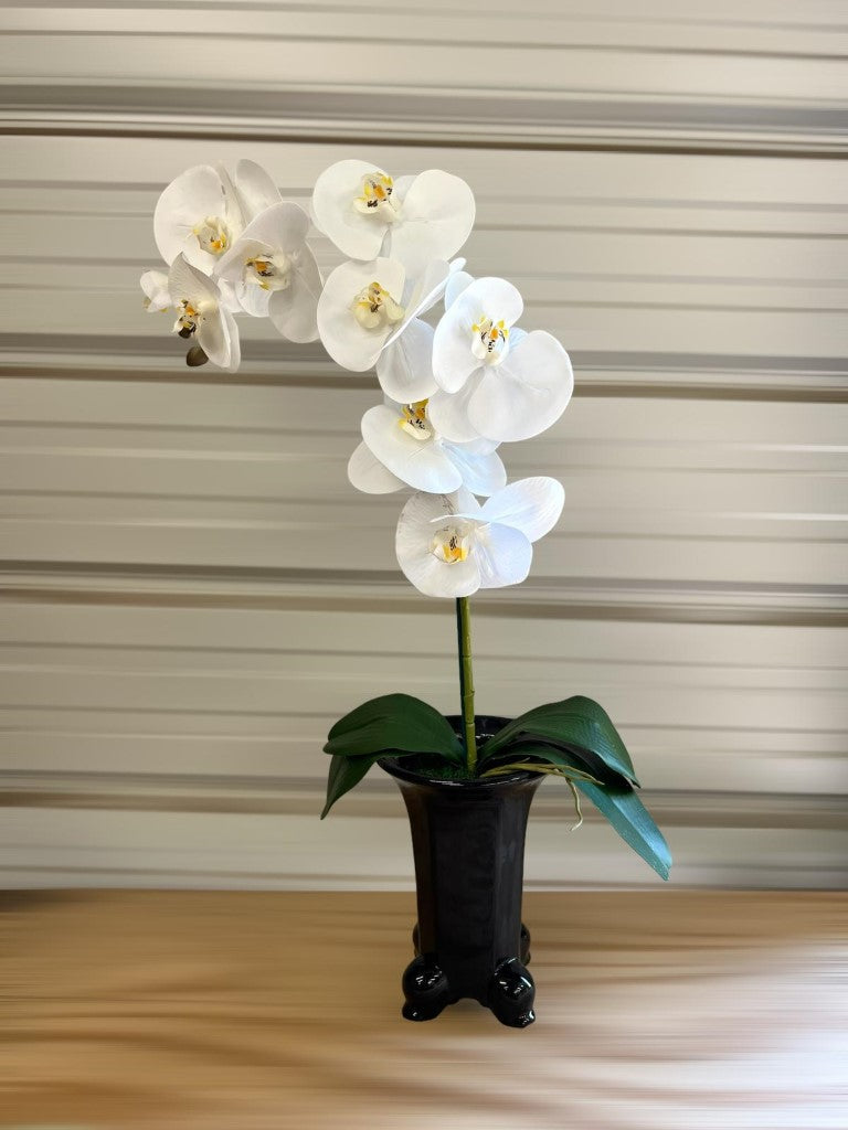 Stunning Orchids in Legged Pot-5