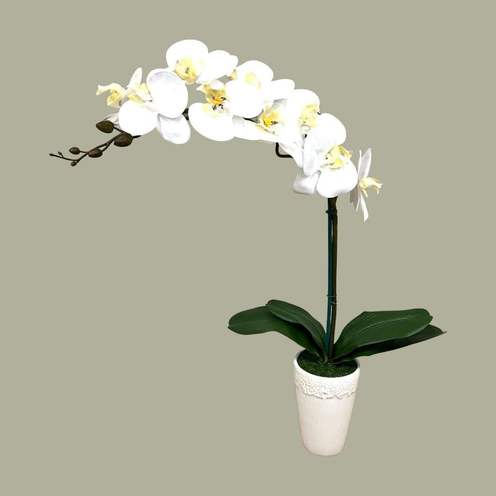 Gorgeous Orchid in Ceramic Round Pot-2