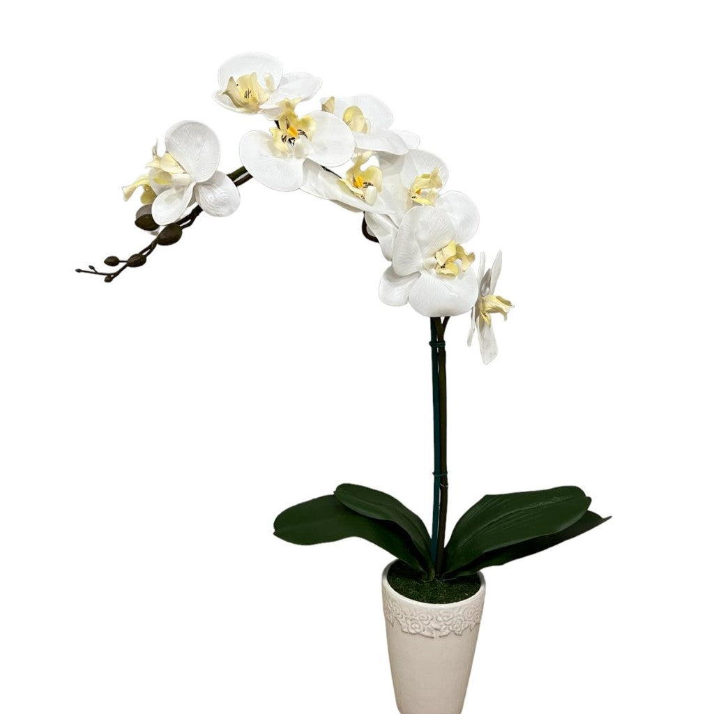 Gorgeous Orchid in Ceramic Round Pot-3
