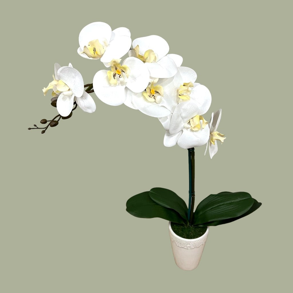Gorgeous Orchid in Ceramic Round Pot-4