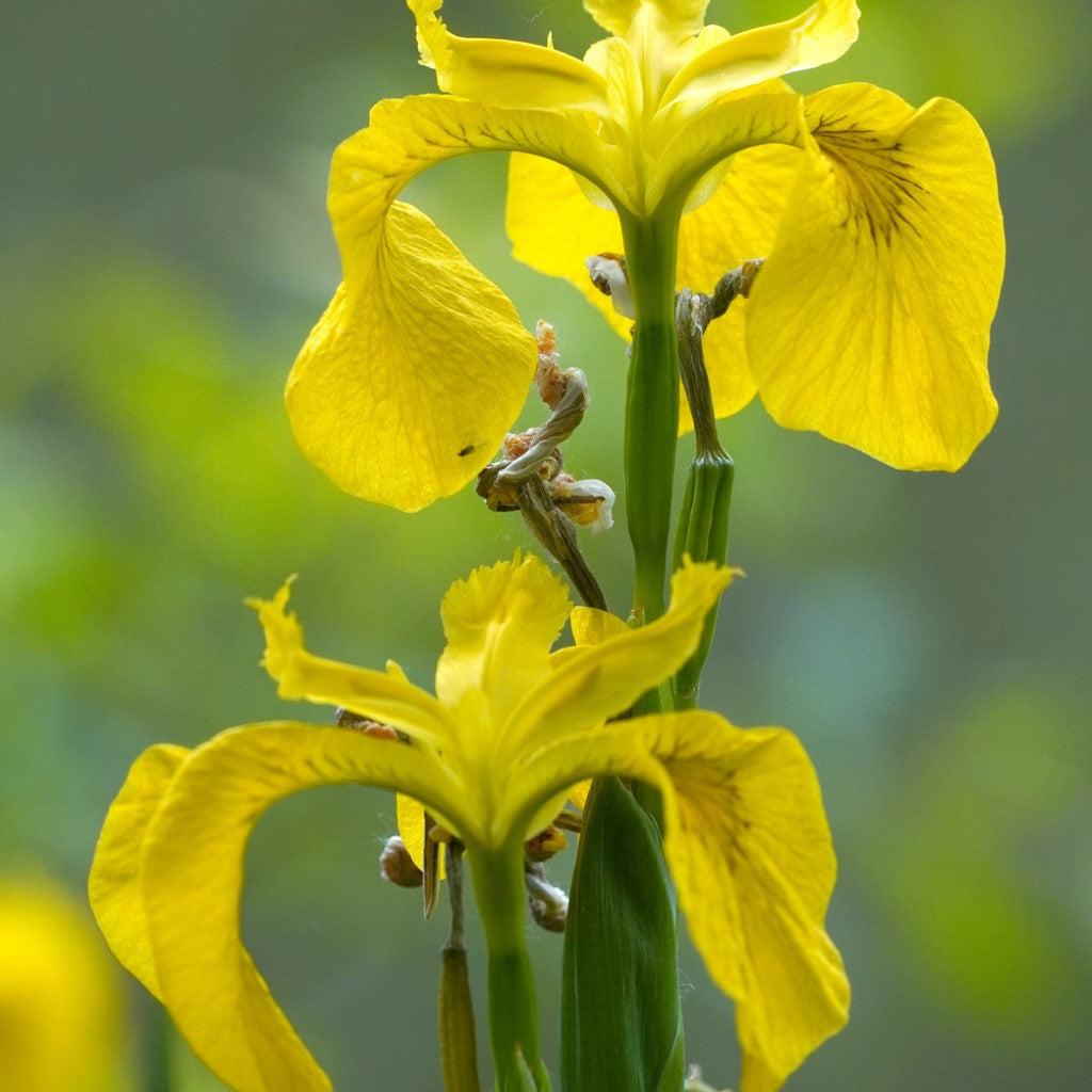 Yellow Flag Iris