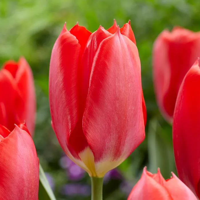 Tulip Red Emperor