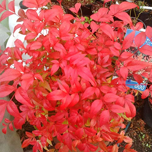 Nandina Obsession 'Domestica Seika