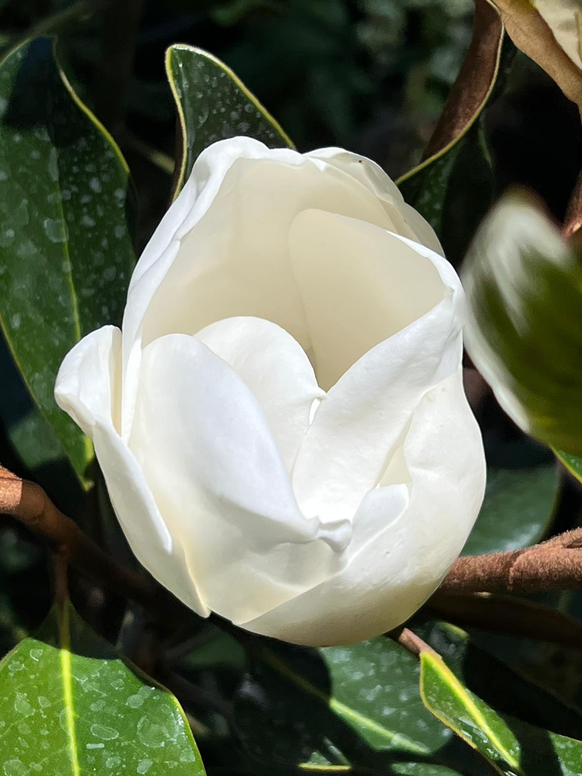 Little Gem Dwarf Magnolia