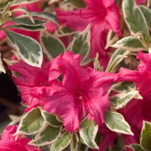 Variegated Azalea, Evergreen