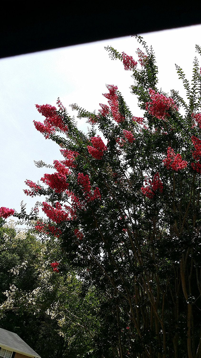 Velma's Royal Delight' Crape Myrtle