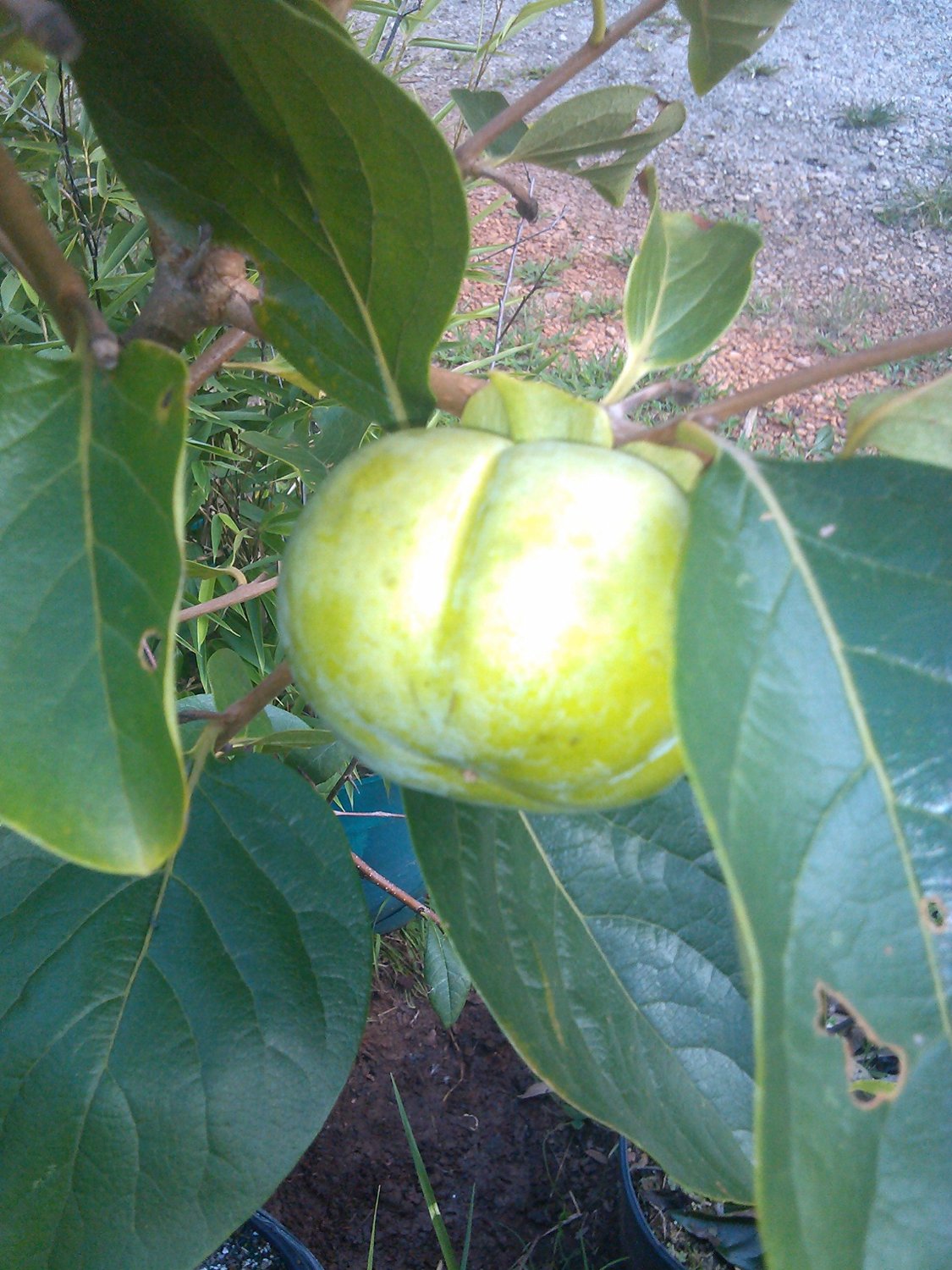 Hana Fuyu Japanese Persimmon