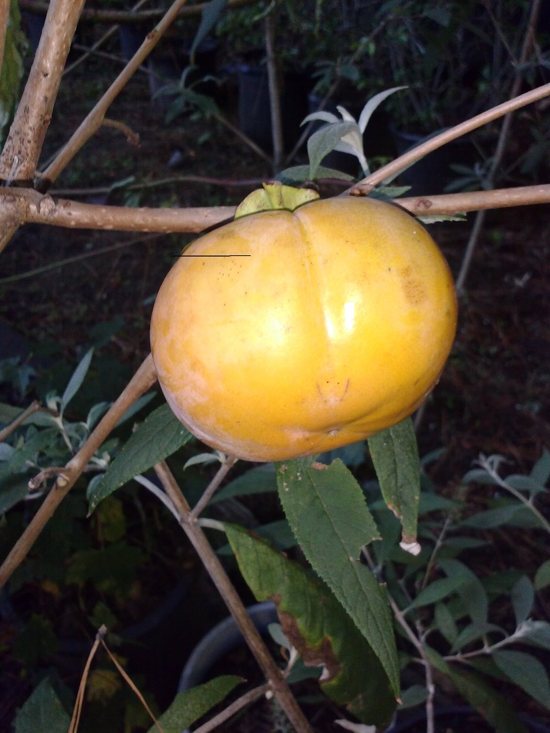 Matsumoto Fuyu Japanese Persimmon