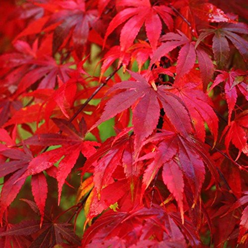 Fireglow Japanese Maple