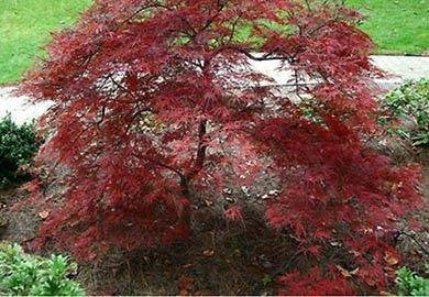 Dragon Tears Japanese Maple