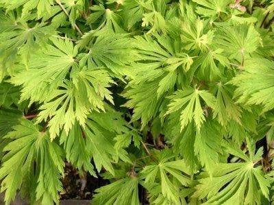 Green Cascade Japanese Maple