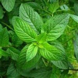 Herb: Mint, Peppermint, Scented Leaves with Tiny Lavender Flowers Online on Sale from HnG Nursery for trees & plants