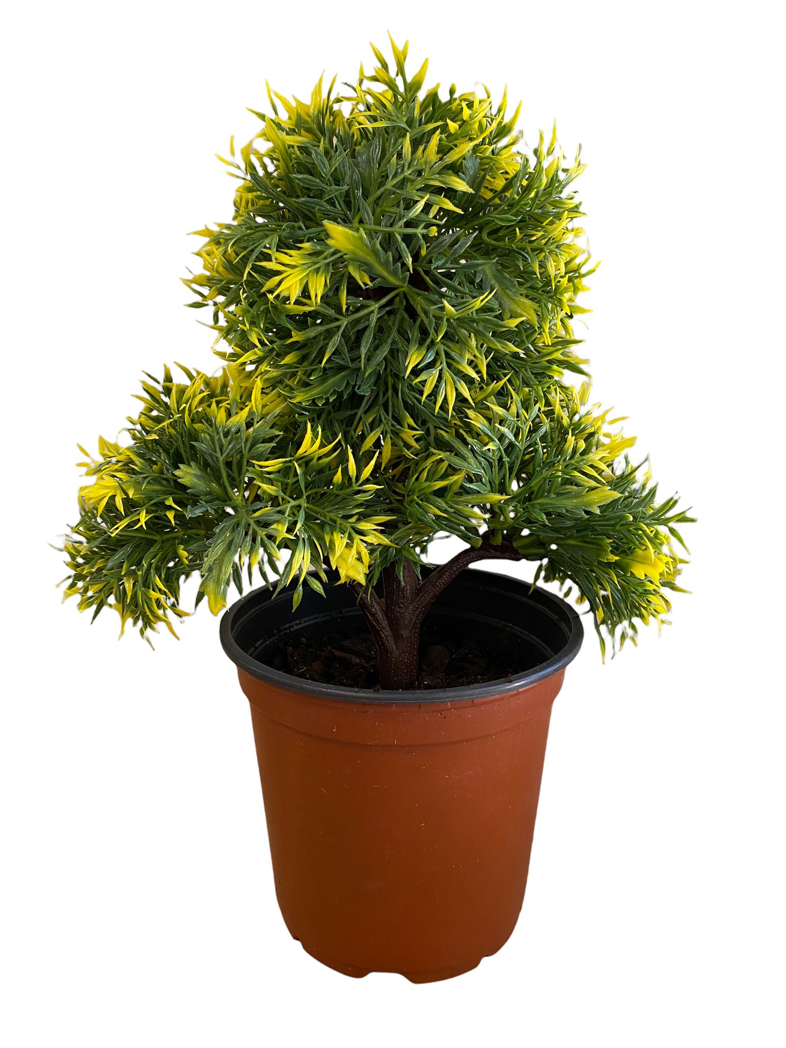 Gorgeous Bonsai with Very Attractive Pot -Excellent Christmas Gift.. Looks Almost Real, Without The Hassle of Maintenance and Dying (Artificial Plant)