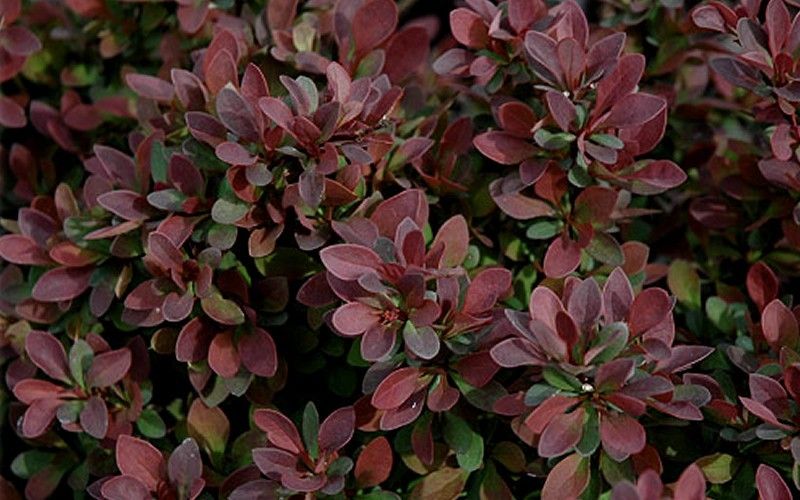 Royal Burgundy Barberry-