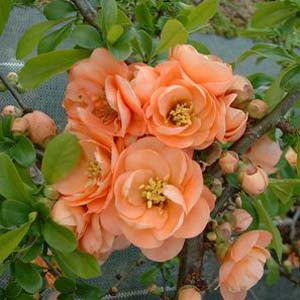 Cameo Flowering Quince Online on Sale from HnG Nursery for trees & plants