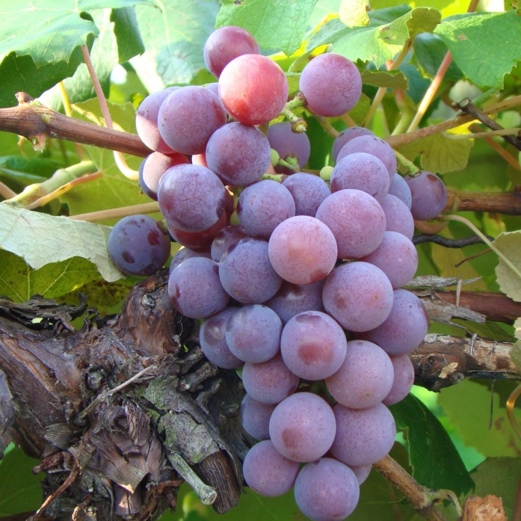 Dulcet Muscadine Grape Vine,