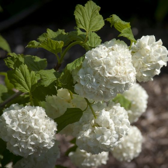 Common Snowball Aka Eastern Snowball Viburnum Online on Sale from HnG Nursery for trees & plants