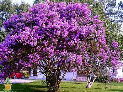 Catawba' Crape Myrtle Online on Sale from HnG Nursery for trees & plants