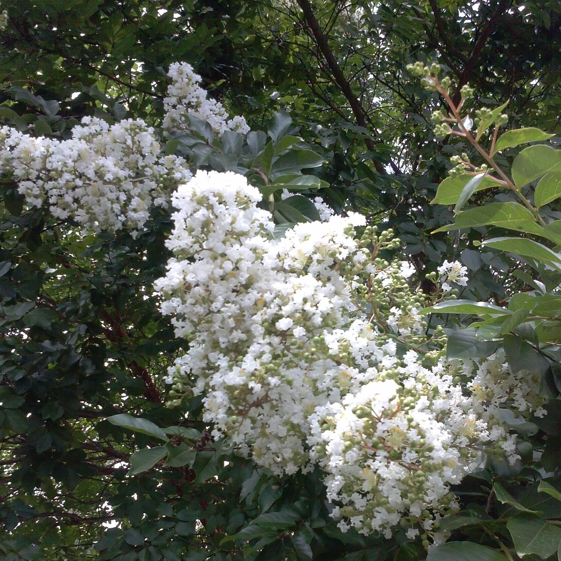 Sarah's Favorite Crape Myrtle