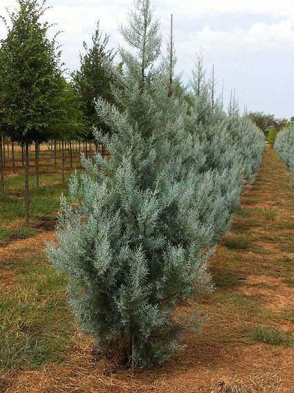 Silver Smoke Arizona Cypress Tree