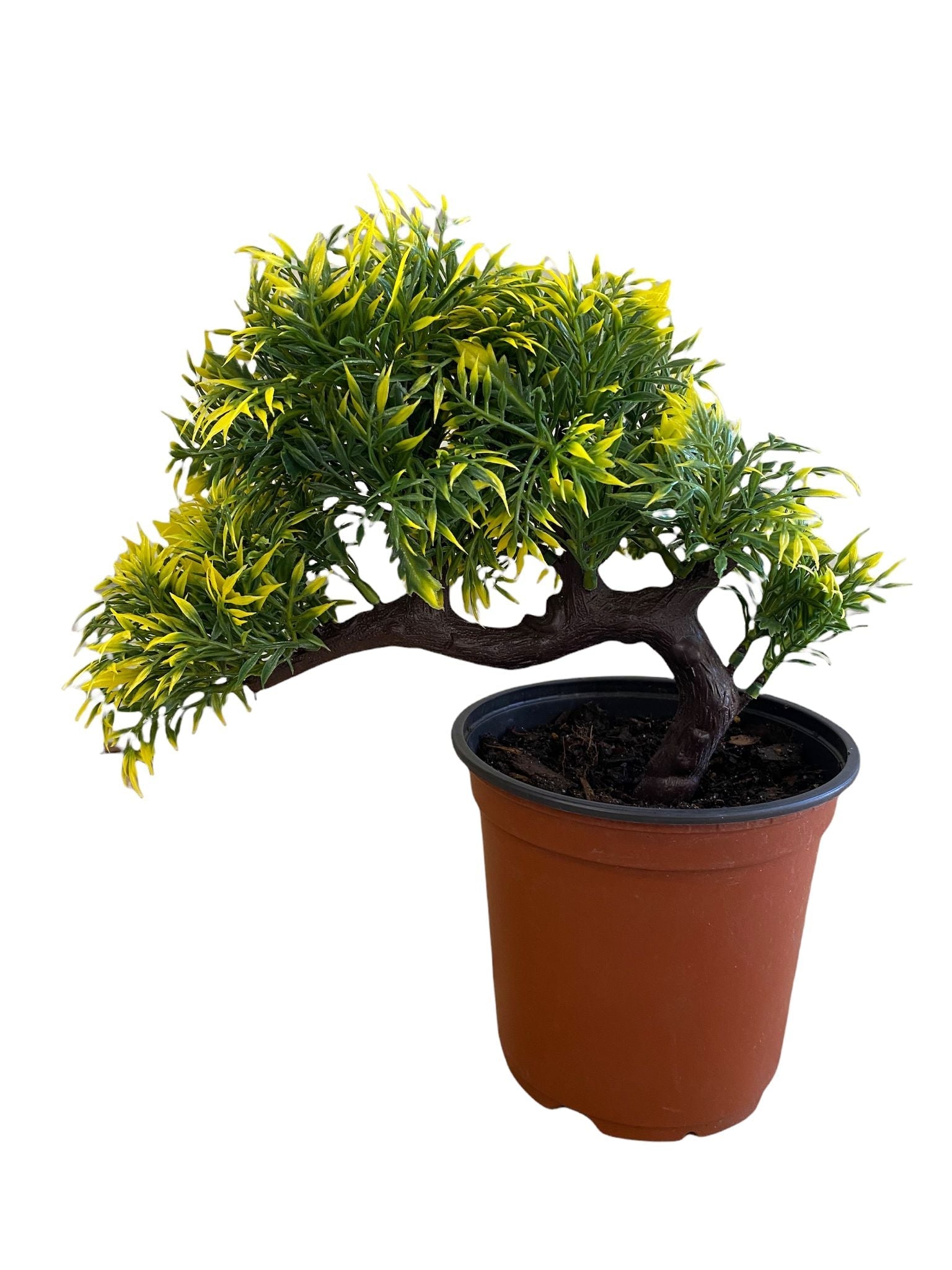 Gorgeous Bonsai with Very Attractive Pot with Yellow Tint leaves