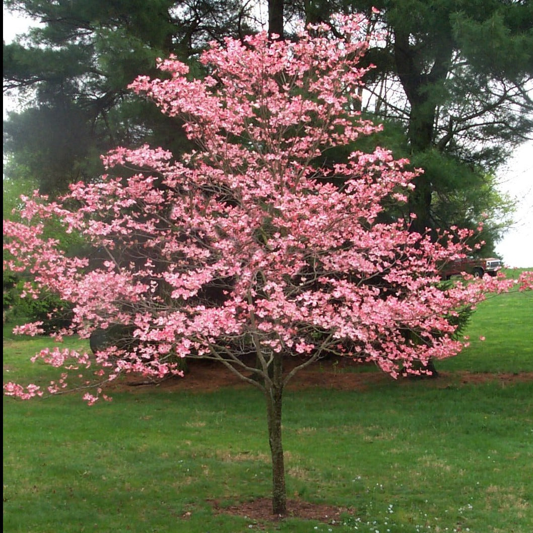 Pink Dogwood Tree-2