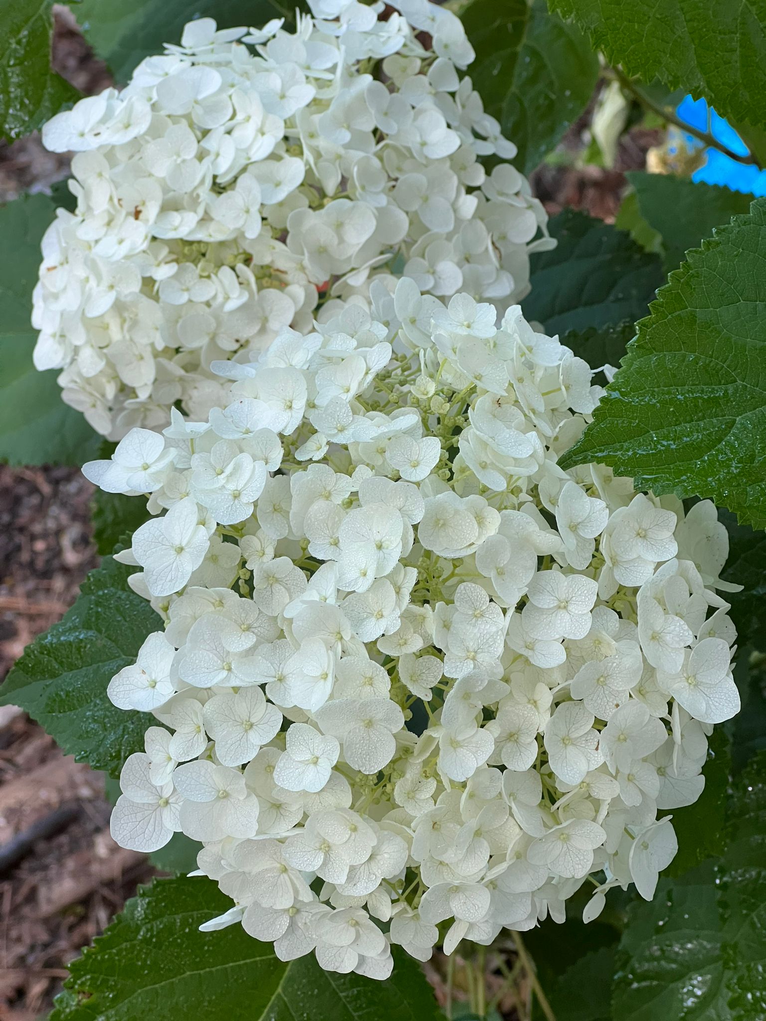 Incrediball Hydrangea