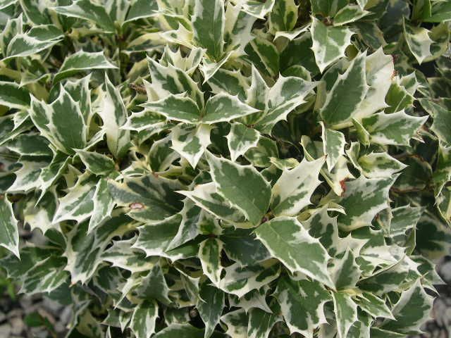 Variegated False Holly