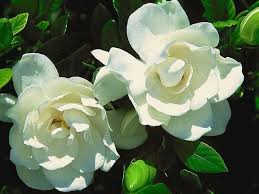 Frost Proof Gardenia