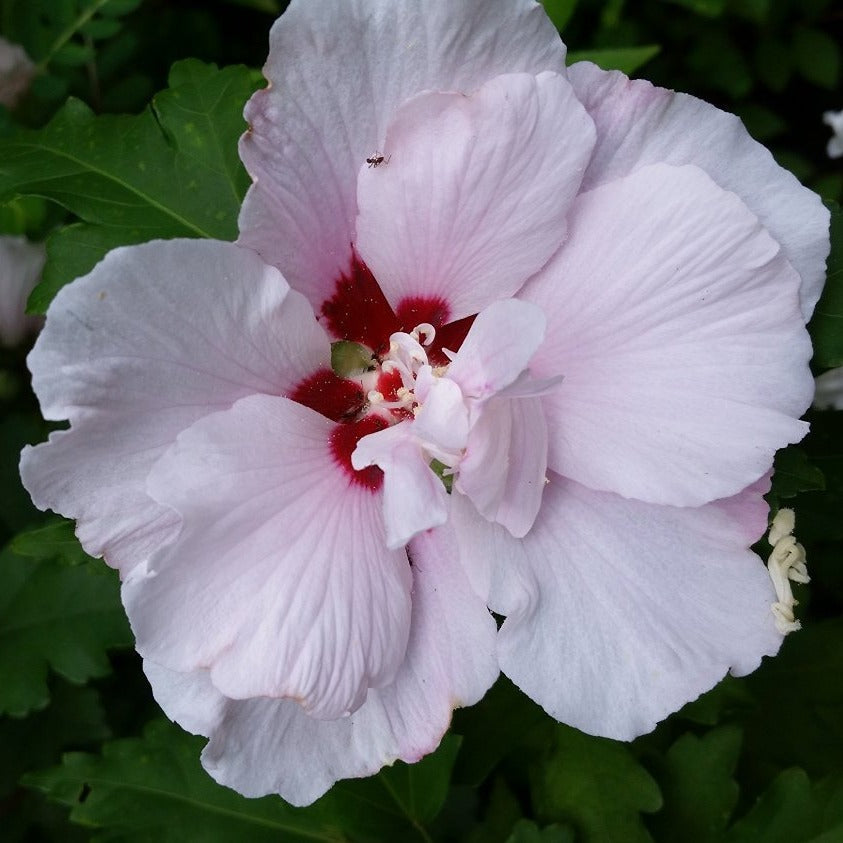 Fiji Hibiscus