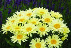 Leucanthemum X Superbum Goldfinch Pp24499 Shasta Daisy Online on Sale from HnG Nursery for trees & plants