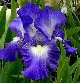 Iris Germanica Autumn Circus Bearded German Iris Online on Sale from HnG Nursery for trees & plants