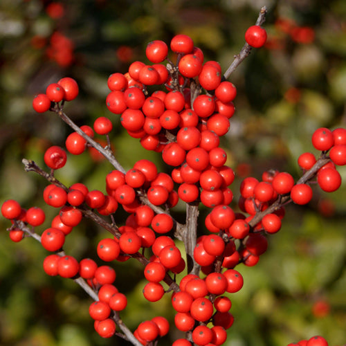 Winter Red Winterberry Holly