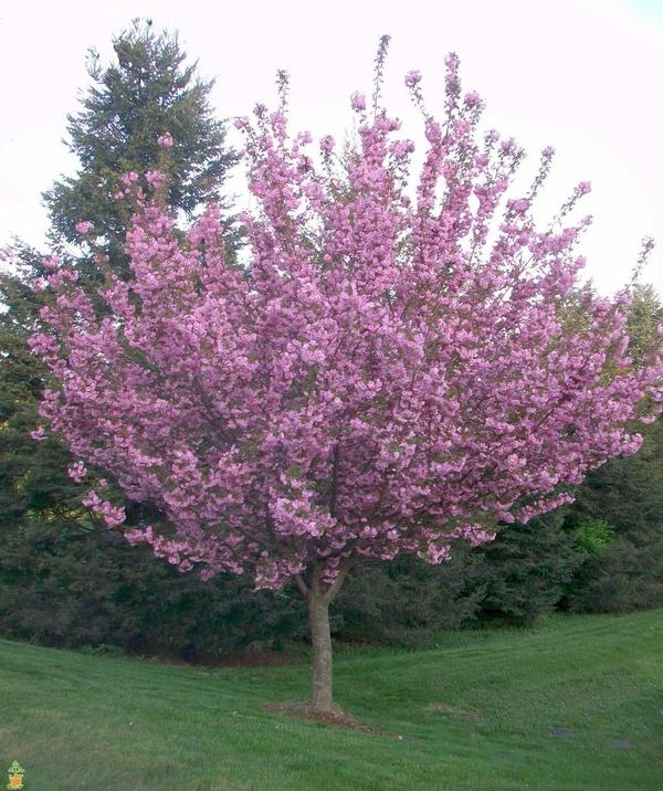 Kwanzan Cherry Tree- Standout Tree