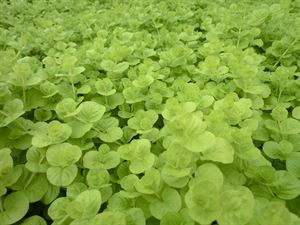 Lysimachia Nummularia 'Aurea' Golden Creeping Jenny Online on Sale from HnG Nursery for trees & plants