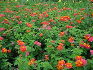 Lantana Camara 'Miss Huff'