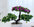 Gorgeous Artificial Bonsai-Great Christmas Gift