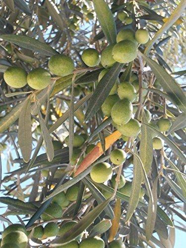Arbequina Fruiting Olive