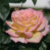 Joseph's Coat - Climbing Rose