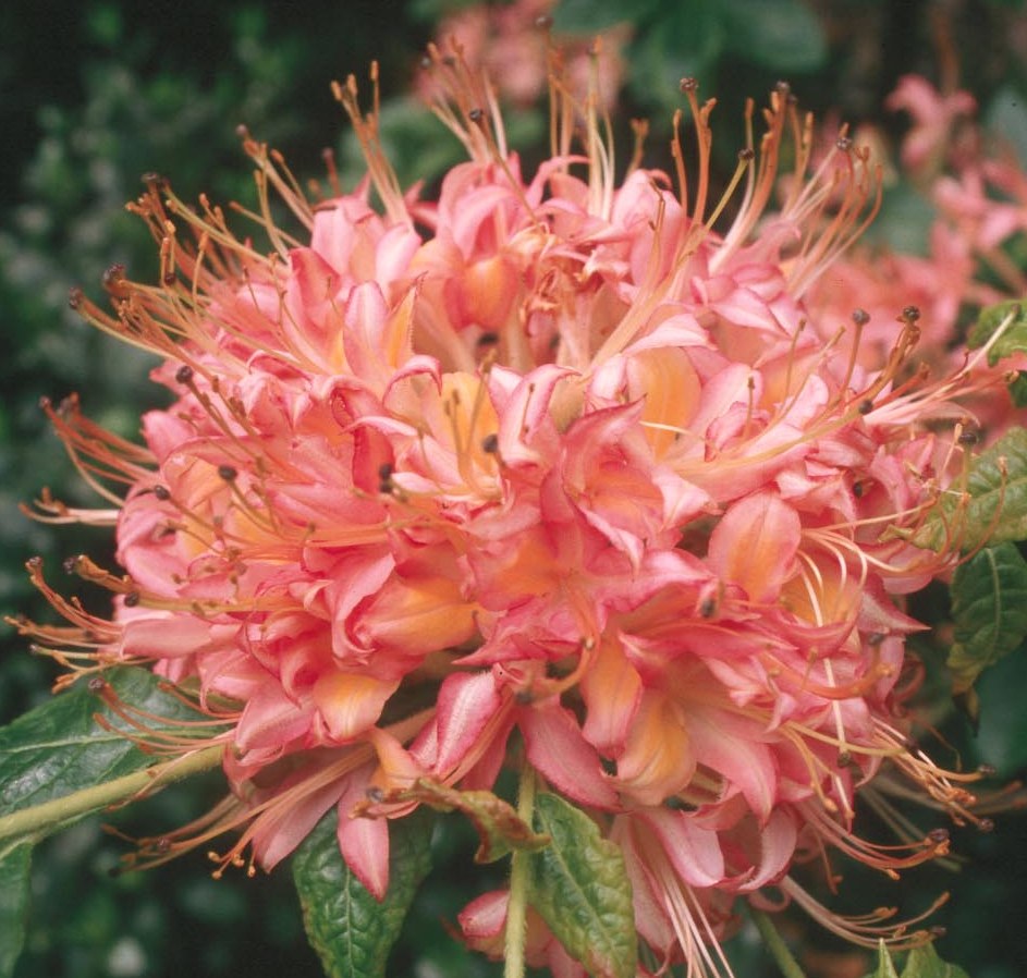 The Creek Rhododendron