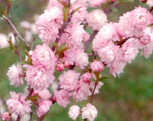 Pink Flowering Almond Shrub Online on Sale from HnG Nursery for trees & plants