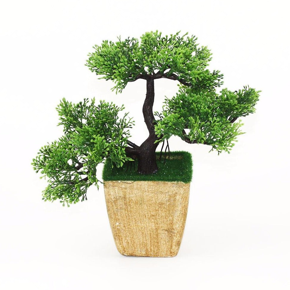Gorgeous Bonsai Green Color with Very Attractive Pot