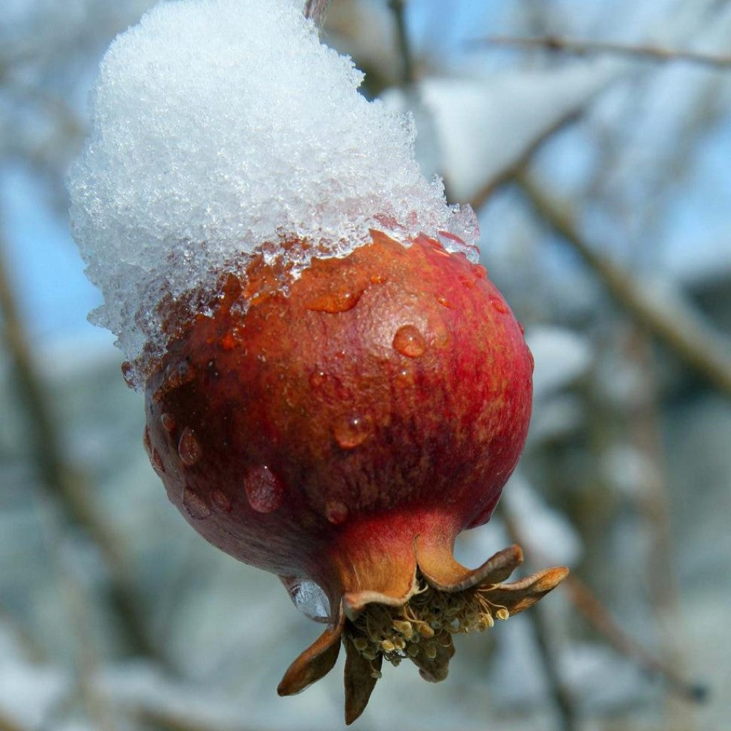 Kazake Pomegranate