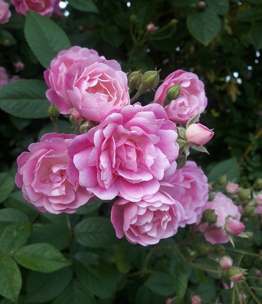 Queen Elizabeth Rose (Rosa)