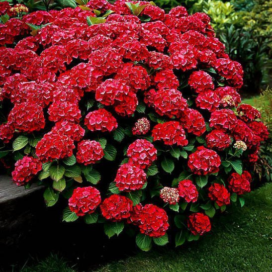 Red Hydrangea Shrub